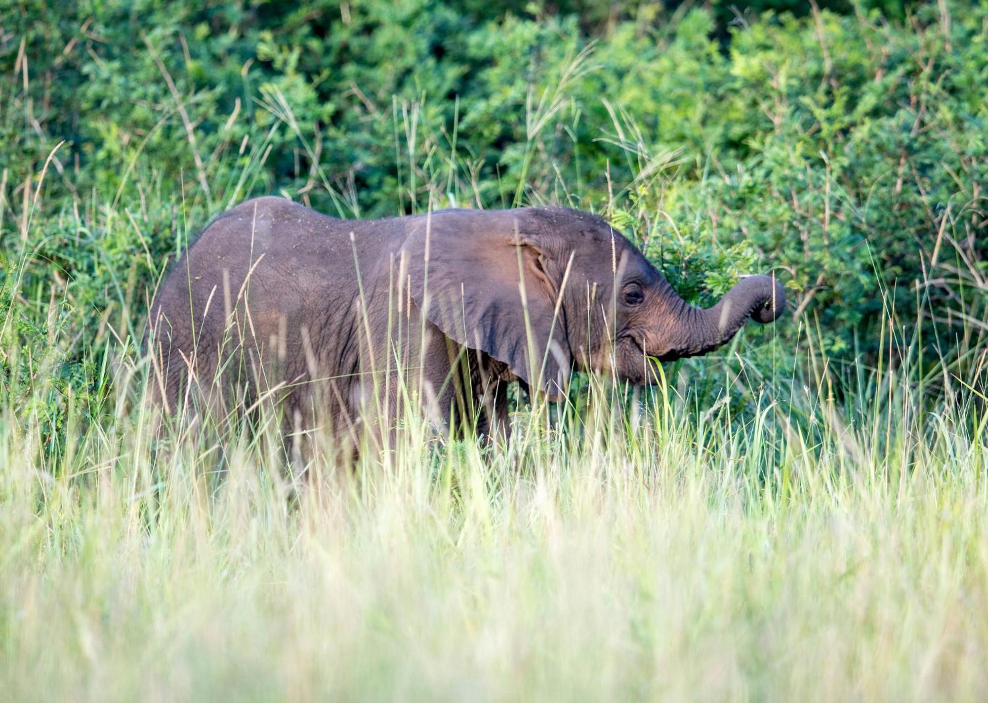Royal Thonga Safari Lodge Sihangwane Exterior foto